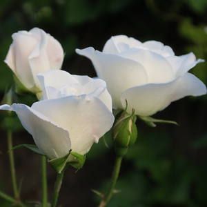 Rosa Bianco - bela - Mini - pritlikave vrtnice